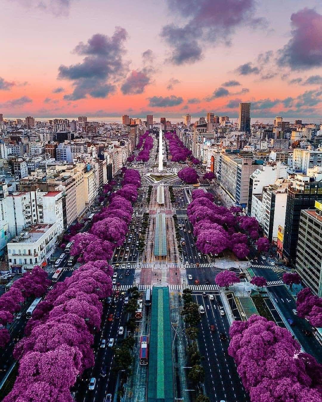 Avenida 9 de Julio and the Obelisco lined with blooming jacarandá trees at sunset